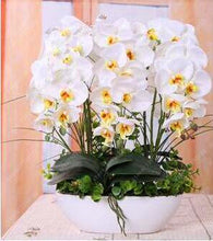 100PCS orchid-seed FLOWER seeds for home garden  Phalaenopsis orchid seeds buy-direct-from-china orquidea semente
