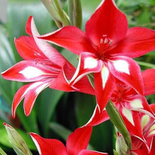 200pcs Gladiolus seeds, gladiolus flower seeds, 95% germination, DIY Aerobic potted plants, rare sword lily seeds, free shipping