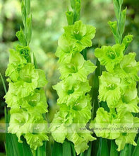 200pcs Gladiolus seeds, gladiolus flower seeds, 95% germination, DIY Aerobic potted plants, rare sword lily seeds, free shipping