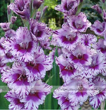 200pcs Gladiolus seeds, gladiolus flower seeds, 95% germination, DIY Aerobic potted plants, rare sword lily seeds, free shipping
