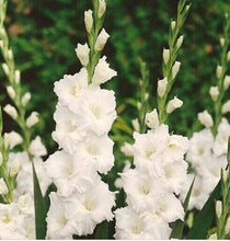 200pcs Gladiolus seeds, gladiolus flower seeds, 95% germination, DIY Aerobic potted plants, rare sword lily seeds, free shipping