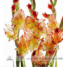 200pcs Gladiolus seeds, gladiolus flower seeds, 95% germination, DIY Aerobic potted plants, rare sword lily seeds, free shipping