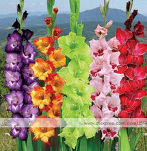 200pcs Gladiolus seeds, gladiolus flower seeds, 95% germination, DIY Aerobic potted plants, rare sword lily seeds, free shipping