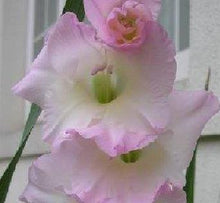 200pcs Gladiolus seeds, gladiolus flower seeds, 95% germination, DIY Aerobic potted plants, rare sword lily seeds, free shipping