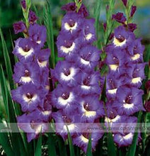 200pcs Gladiolus seeds, gladiolus flower seeds, 95% germination, DIY Aerobic potted plants, rare sword lily seeds, free shipping