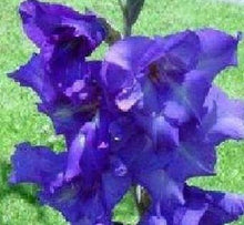 200pcs Gladiolus seeds, gladiolus flower seeds, 95% germination, DIY Aerobic potted plants, rare sword lily seeds, free shipping