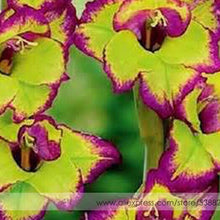 200pcs Gladiolus seeds, gladiolus flower seeds, 95% germination, DIY Aerobic potted plants, rare sword lily seeds, free shipping