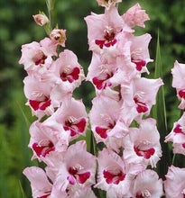 200pcs Gladiolus seeds, gladiolus flower seeds, 95% germination, DIY Aerobic potted plants, rare sword lily seeds, free shipping