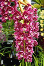 100pcs Cymbidium orchid,Cymbidium seeds,bonsai flower seeds,22 colours to choose,plant for home garden