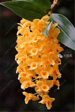 100pcs Cymbidium orchid,Cymbidium seeds,bonsai flower seeds,22 colours to choose,plant for home garden