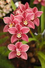 100pcs Cymbidium orchid,Cymbidium seeds,bonsai flower seeds,22 colours to choose,plant for home garden