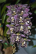 100pcs Cymbidium orchid,Cymbidium seeds,bonsai flower seeds,22 colours to choose,plant for home garden