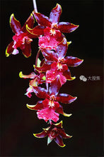 100pcs Cymbidium orchid,Cymbidium seeds,bonsai flower seeds,22 colours to choose,plant for home garden