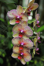 100pcs Cymbidium orchid,Cymbidium seeds,bonsai flower seeds,22 colours to choose,plant for home garden