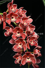 100pcs Cymbidium orchid,Cymbidium seeds,bonsai flower seeds,22 colours to choose,plant for home garden