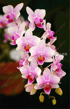 100pcs Cymbidium orchid,Cymbidium seeds,bonsai flower seeds,22 colours to choose,plant for home garden