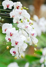 100pcs Cymbidium orchid,Cymbidium seeds,bonsai flower seeds,22 colours to choose,plant for home garden