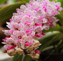 100pcs Cymbidium orchid,Cymbidium seeds,bonsai flower seeds,22 colours to choose,plant for home garden