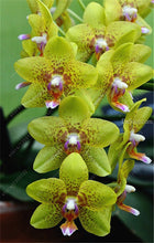 100pcs Cymbidium orchid,Cymbidium seeds,bonsai flower seeds,22 colours to choose,plant for home garden