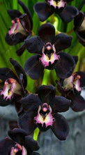 100pcs Cymbidium orchid,Cymbidium seeds,bonsai flower seeds,22 colours to choose,plant for home garden