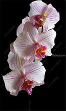 100pcs Cymbidium orchid,Cymbidium seeds,bonsai flower seeds,22 colours to choose,plant for home garden