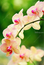 100pcs Cymbidium orchid,Cymbidium seeds,bonsai flower seeds,22 colours to choose,plant for home garden