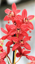 100pcs Cymbidium orchid,Cymbidium seeds,bonsai flower seeds,22 colours to choose,plant for home garden
