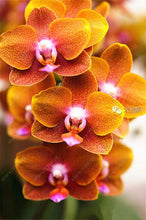 100pcs Cymbidium orchid,Cymbidium seeds,bonsai flower seeds,22 colours to choose,plant for home garden