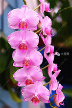 100pcs Cymbidium orchid,Cymbidium seeds,bonsai flower seeds,22 colours to choose,plant for home garden