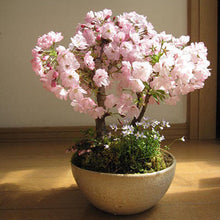 Japanese Sakura Seeds Bonsai Flower Cherry Blossoms Cherry Tree Ornamental Plant  10 Particles / lot