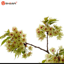 Japanese Sakura Seeds Bonsai Flower Cherry Blossoms Cherry Tree Ornamental Plant  10 Particles / lot