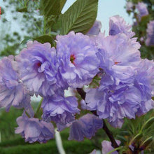 Japanese Sakura Seeds Bonsai Flower Cherry Blossoms Cherry Tree Ornamental Plant  10 Particles / lot