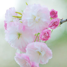 Japanese Sakura Seeds Bonsai Flower Cherry Blossoms Cherry Tree Ornamental Plant  10 Particles / lot