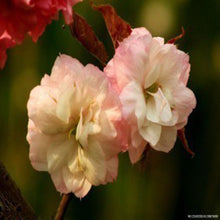 Japanese Sakura Seeds Bonsai Flower Cherry Blossoms Cherry Tree Ornamental Plant  10 Particles / lot