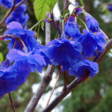 Japanese Sakura Seeds Bonsai Flower Cherry Blossoms Cherry Tree Ornamental Plant  10 Particles / lot