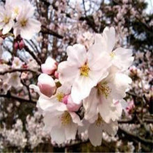 Japanese Sakura Seeds Bonsai Flower Cherry Blossoms Cherry Tree Ornamental Plant  10 Particles / lot