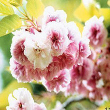 Japanese Sakura Seeds Bonsai Flower Cherry Blossoms Cherry Tree Ornamental Plant  10 Particles / lot