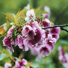 Japanese Sakura Seeds Bonsai Flower Cherry Blossoms Cherry Tree Ornamental Plant  10 Particles / lot