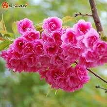 Japanese Sakura Seeds Bonsai Flower Cherry Blossoms Cherry Tree Ornamental Plant  10 Particles / lot