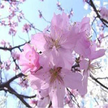 Japanese Sakura Seeds Bonsai Flower Cherry Blossoms Cherry Tree Ornamental Plant  10 Particles / lot