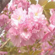 Japanese Sakura Seeds Bonsai Flower Cherry Blossoms Cherry Tree Ornamental Plant  10 Particles / lot