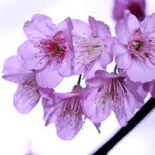 Japanese Sakura Seeds Bonsai Flower Cherry Blossoms Cherry Tree Ornamental Plant  10 Particles / lot