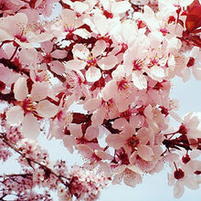 Japanese Sakura Seeds Bonsai Flower Cherry Blossoms Cherry Tree Ornamental Plant  10 Particles / lot