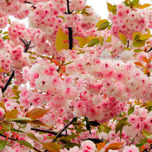 Japanese Sakura Seeds Bonsai Flower Cherry Blossoms Cherry Tree Ornamental Plant  10 Particles / lot