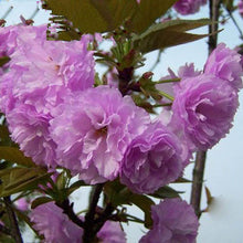 Japanese Sakura Seeds Bonsai Flower Cherry Blossoms Cherry Tree Ornamental Plant  10 Particles / lot