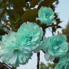 Japanese Sakura Seeds Bonsai Flower Cherry Blossoms Cherry Tree Ornamental Plant  10 Particles / lot