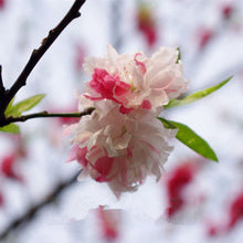 Japanese Sakura Seeds Bonsai Flower Cherry Blossoms Cherry Tree Ornamental Plant  10 Particles / lot