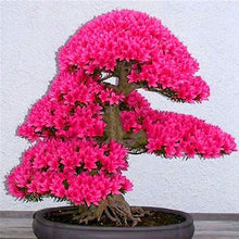 Japanese Sakura Seeds Bonsai Flower Cherry Blossoms Cherry Tree Ornamental Plant  10 Particles / lot