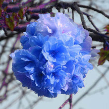 Japanese Sakura Seeds Bonsai Flower Cherry Blossoms Cherry Tree Ornamental Plant  10 Particles / lot