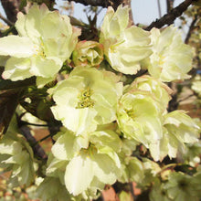 Japanese Sakura Seeds Bonsai Flower Cherry Blossoms Cherry Tree Ornamental Plant  10 Particles / lot